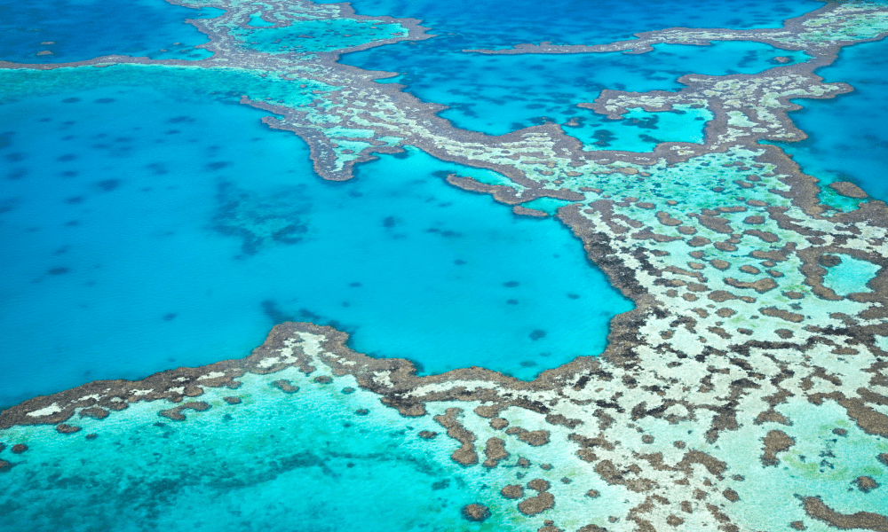 the great barrier reef