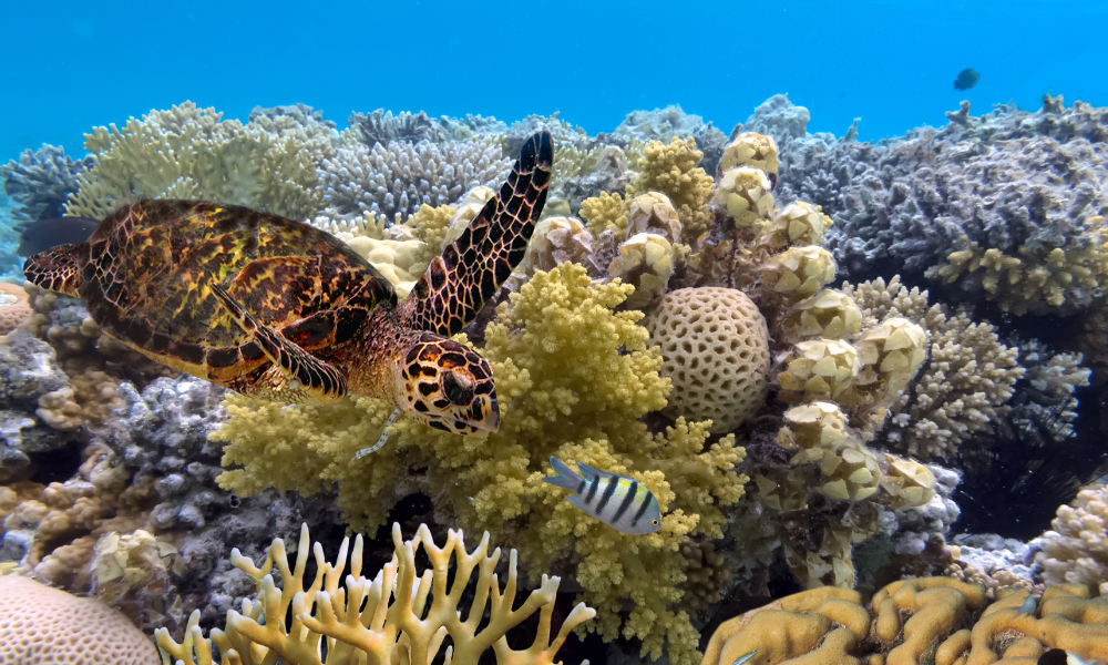Best Snorkelling Spots in the Whitsundays