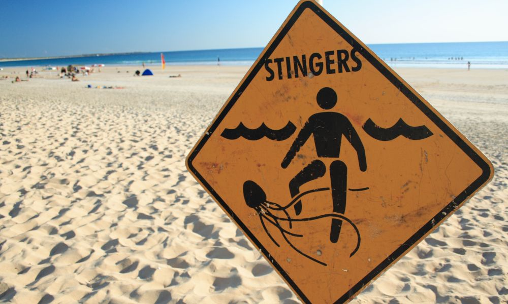 When is Stinger Season On the Whitsundays?